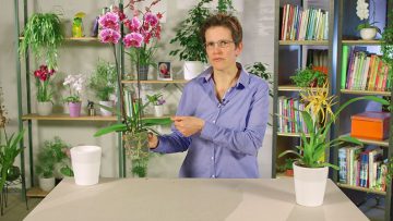 orchideen_erste-tipps_theresa-topoll